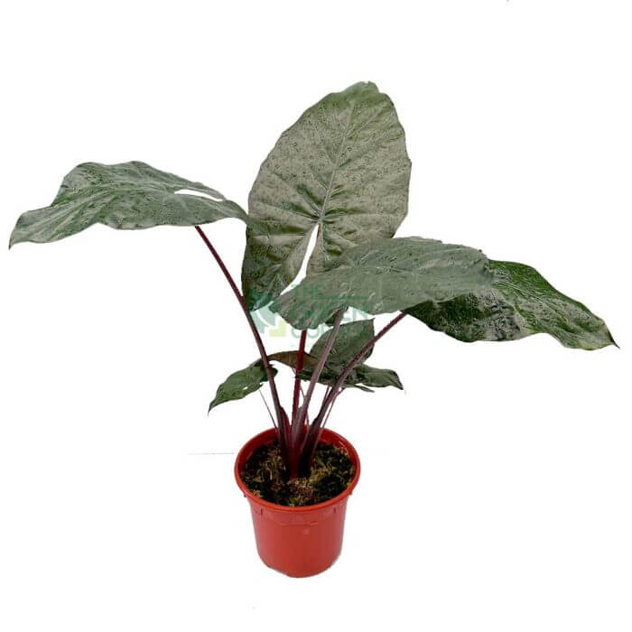 Alocasia Yucatan Princess