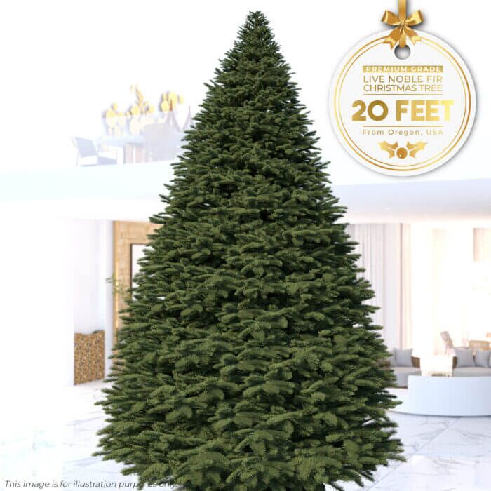 13ft - 20ft Noble Fir - Premium Grade Live Christmas Trees from USA (Includes Loan of Tree Stand) - Image 1