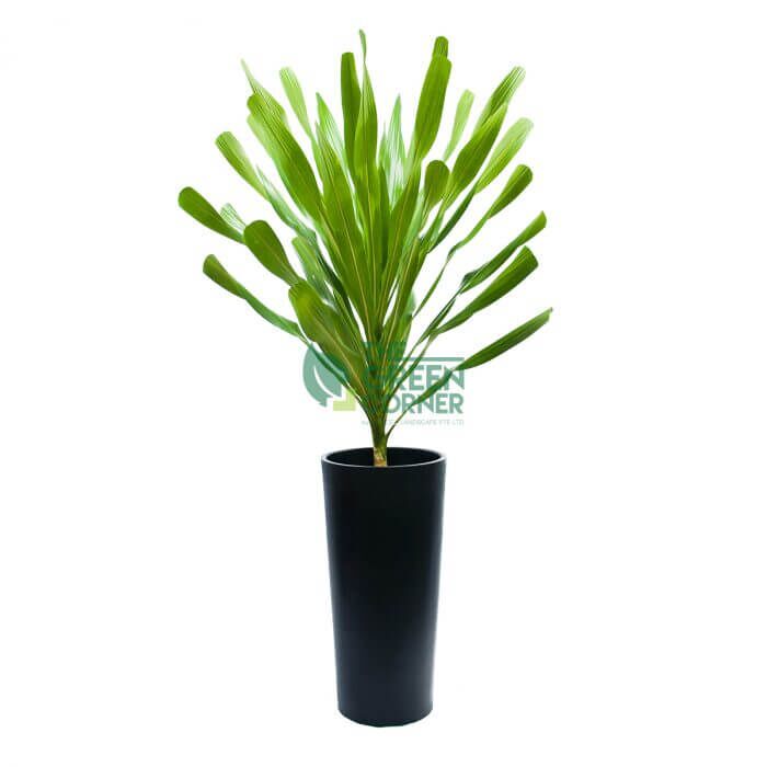 Dracaena Gymis in Cascading Black