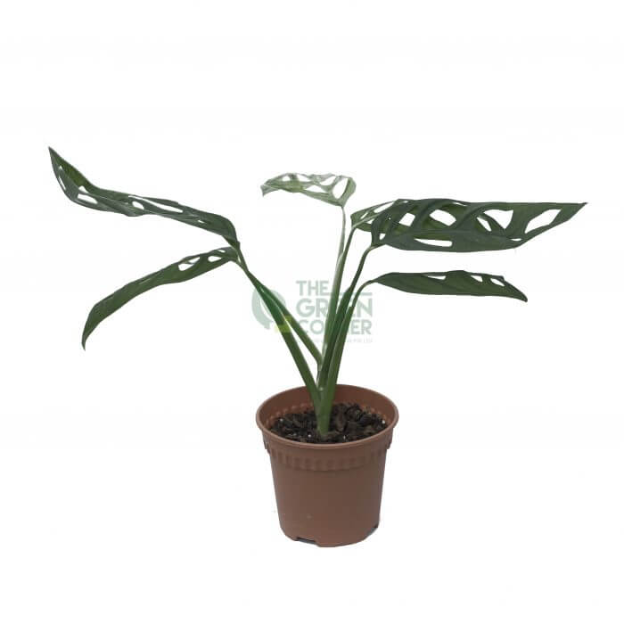 Buy Elegant Monstera Epipremnoides Plant - The Green Corner