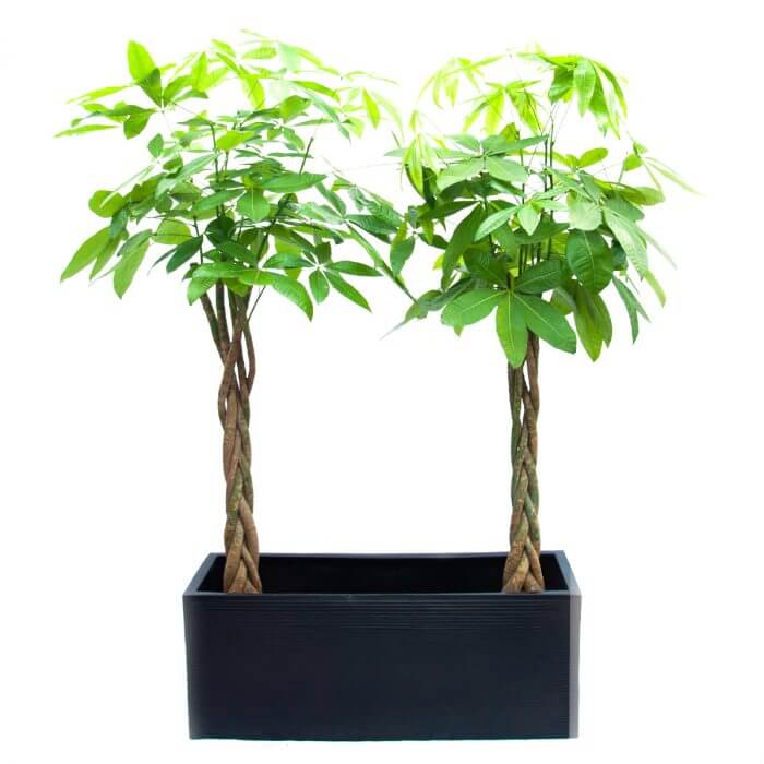 Pachira in Box Black