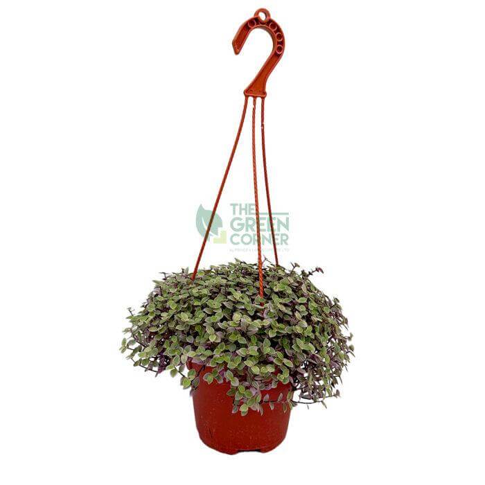 Callisia Repens Pink Lady