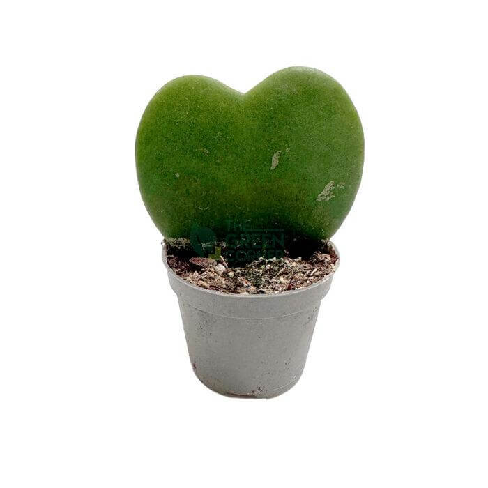 Hoya Kerrii