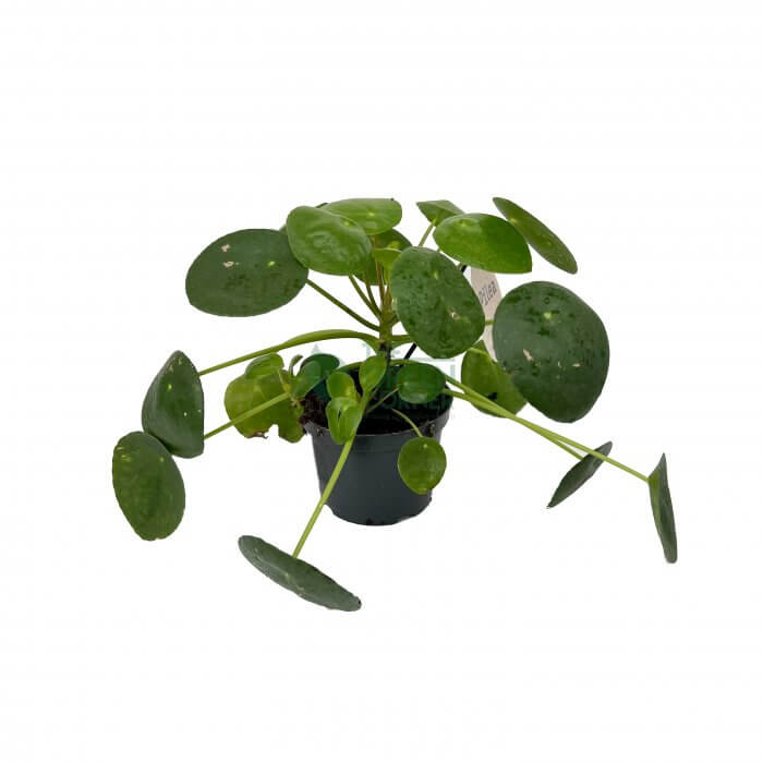 Pilea peperomioides Pot 12 cm Pilea peperomioides Pot 12 cm