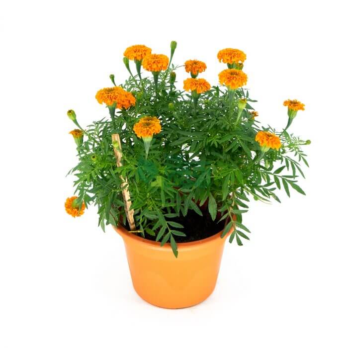 Marigold Pot 230mm Watermarked Top CNY Flowers Singapore
