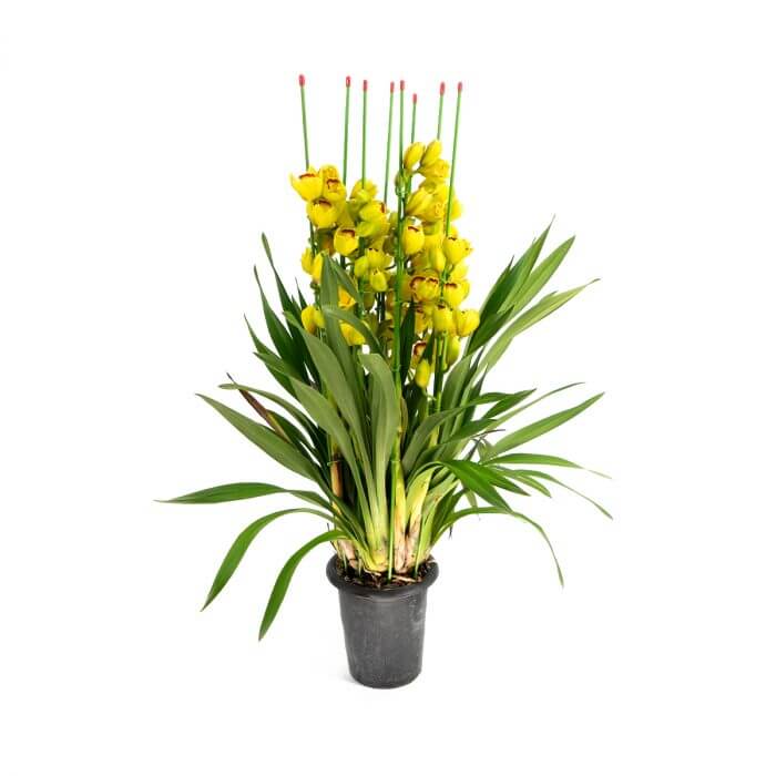 Yellow Cymbidium CNY Plants