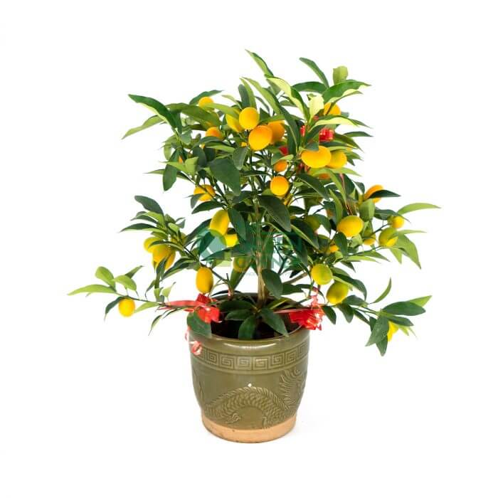 Best CNY Flowers Singapore