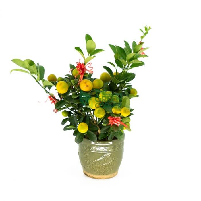 Chinese New Year Plants