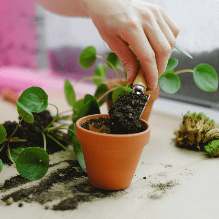 $5 Repotting Fee - Image 1