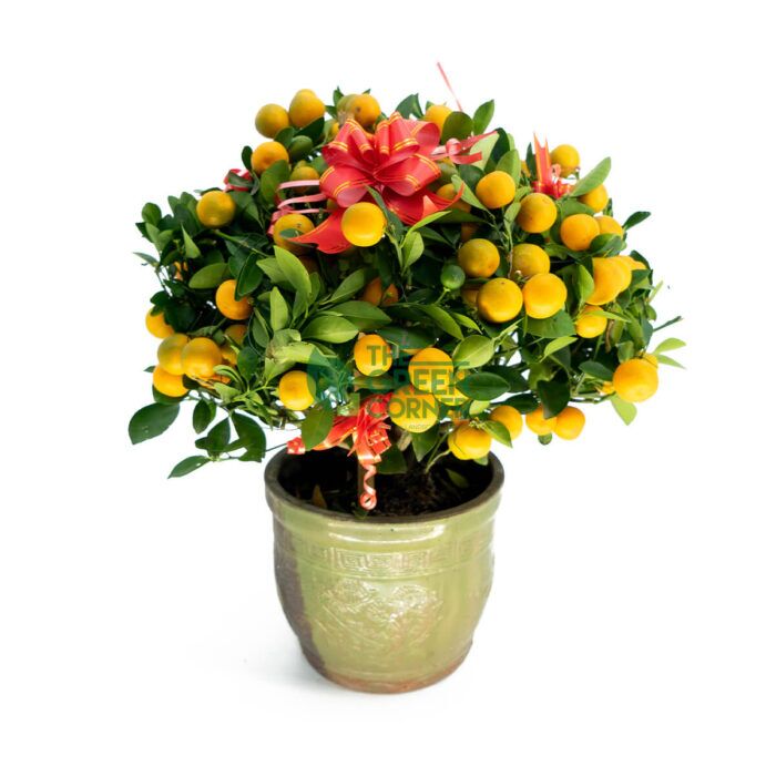 Four Season Kumquat Tabletop - Image 1