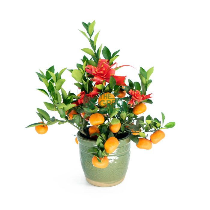 Mandarin-Orange-朱砂桔-Table-Top-Watermarked Mandarin Orange Tabletop - Image 1