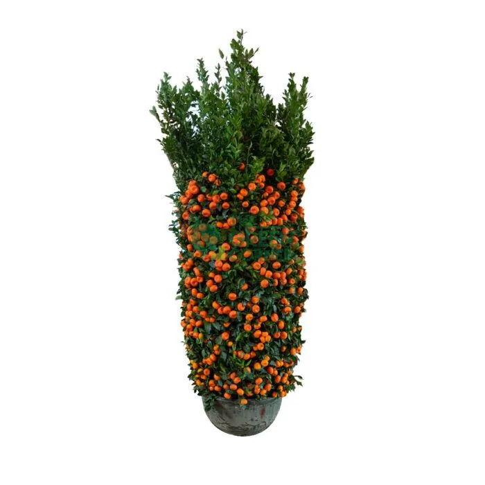 Mandarin-Orange-Pot-80cm-Watermarked Mandarin Orange 朱砂桔 - Image 1