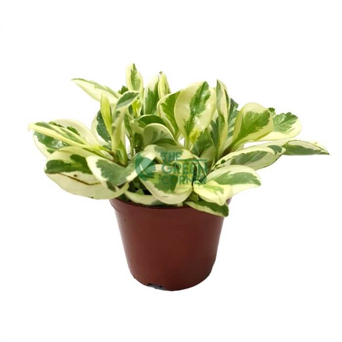 Peperomia obtusifolia Variegata Pot 110mm Watermarked Peperomia obtusifolia Variegata Pot 110mm