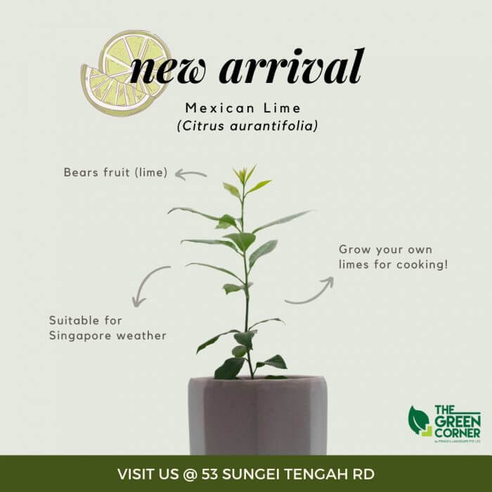 Citrus aurantifolia 'Mexican Lime' Plant