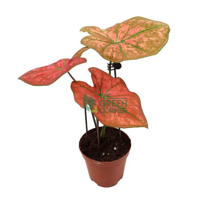 Caladium Thai Dynasty Pot 120mm Caladium Thai Dynasty