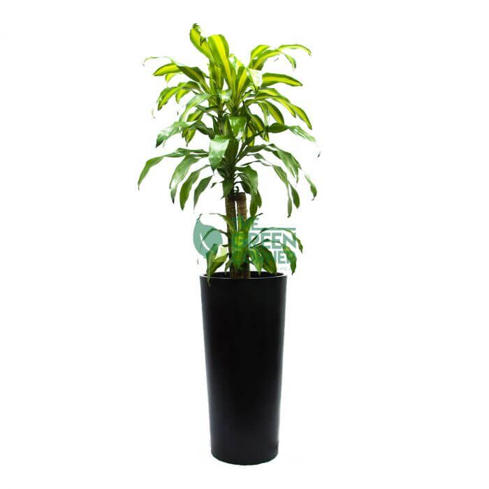 Dracaena Fragrans Watermarked Dracaena Fragrans in Cascading Black