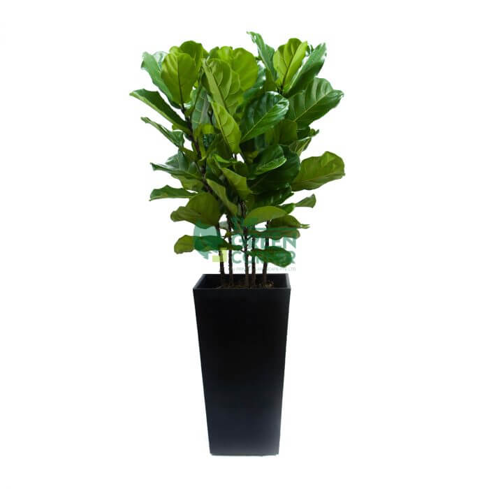 Ficus Lyrata in Industrial Black