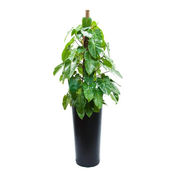 Philodendron Green Heart in Cascading Black