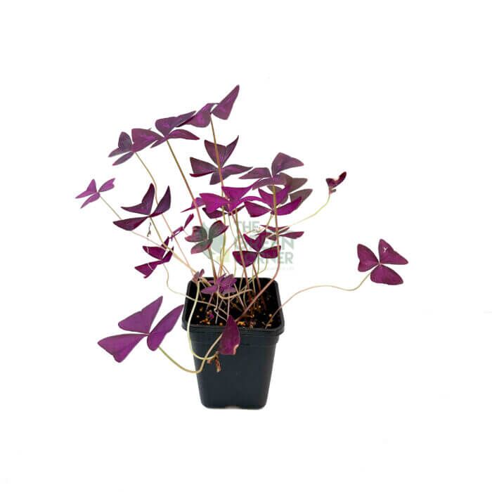 Oxalis Triangularis