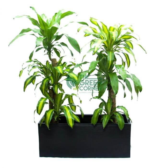 Dracaena Fragrans in Box Black