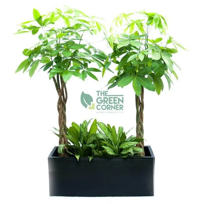 Pachira with Aglaonema Silver Queen in Box Black