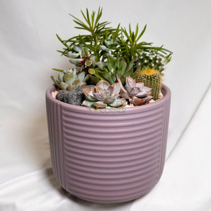 Twilight Calm | Carpe Diem Collection Succulent Arrangement