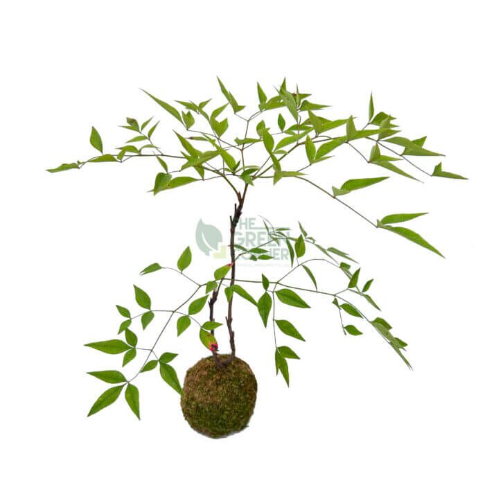 WM_Nandina Domestica Kokedame-1 Nandina Domestica Kokedame