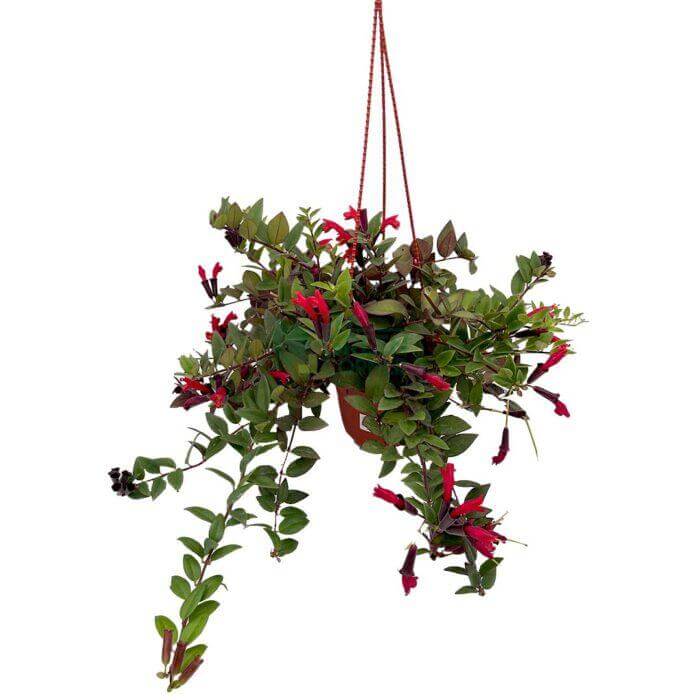 Aeschynanthus Radicans Lipstick Pink - Image 1