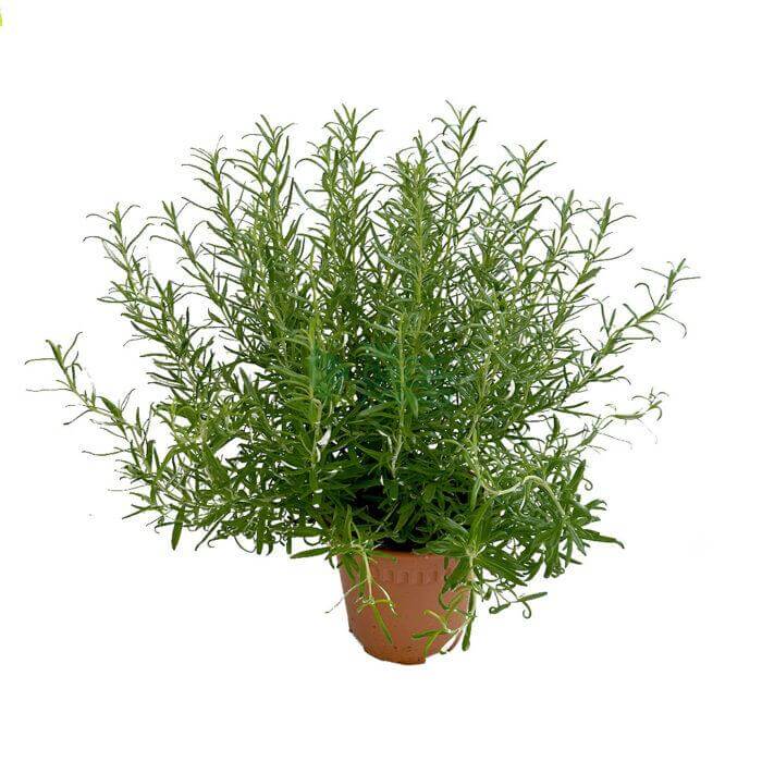 Rosemary Rosemary