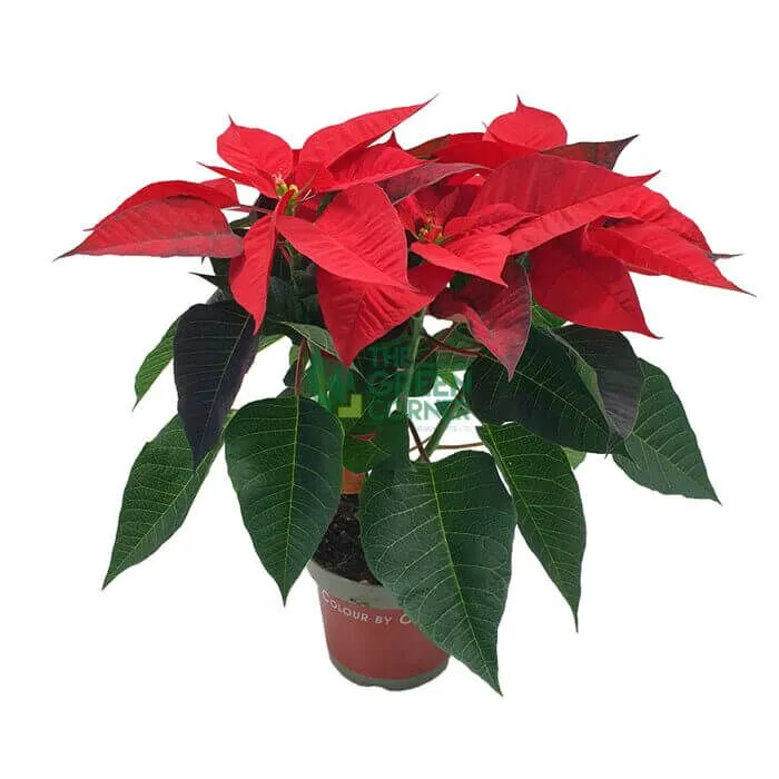 Poinsettias Pot 120mm Watermarked Poinsettia - Image 1