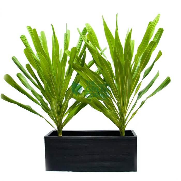 Dracaena Gymis in Box Black