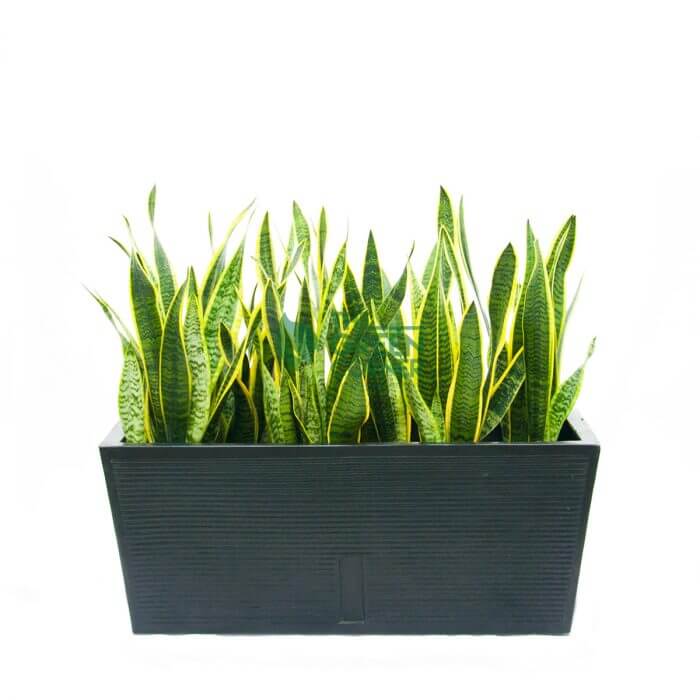 Sansevieria Watermarked Sanseveria in Box Black