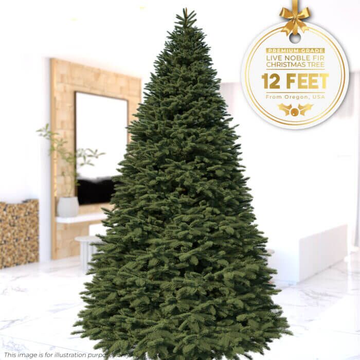 12ft Noble Fir - Premium Grade Live Christmas Trees from USA (Includes Loan of Tree Stand) - Image 1
