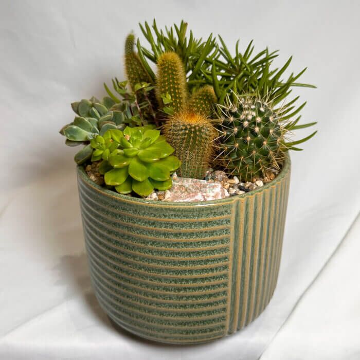 New Day | Carpe Diem Collection Succulent Arrangement