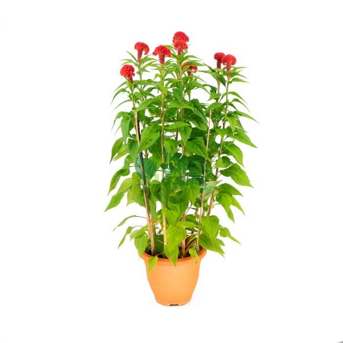 Cockscomb Jar 3 Watermarked Best Chinese New Year Plants