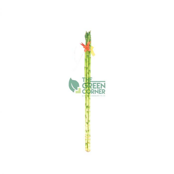Fortune Bamboo Straight 80cm Watermarked Attractive CNY Flowers Singapore