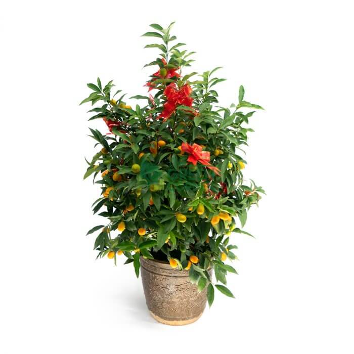 Best CNY Plants