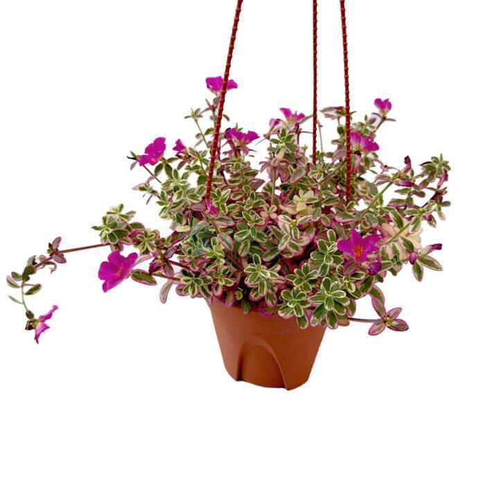 Portulaca Japanese Rose Portulaca Japanese Rose