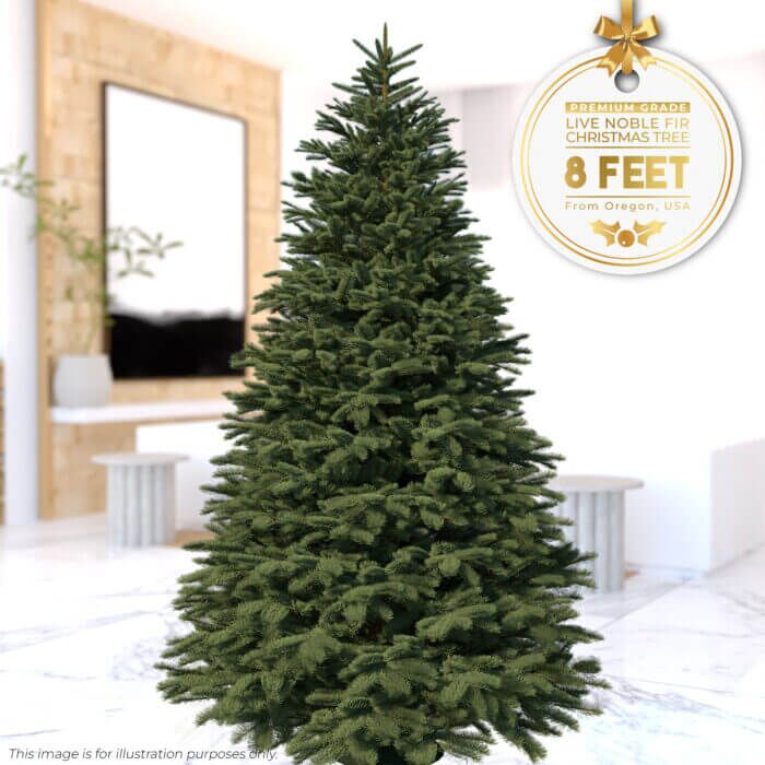 8ft Noble Fir - Premium Grade Live Christmas Trees from USA (Includes Loan of Tree Stand) - Image 1