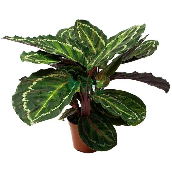 Calathea Illustris Pot 110mm