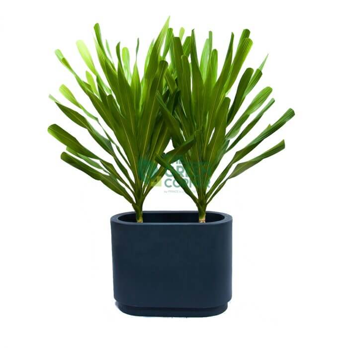 Dracaena Gymis
