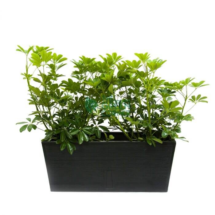 Schefflera Arboricola Watermarked Schefflera Arboricola in Box Black