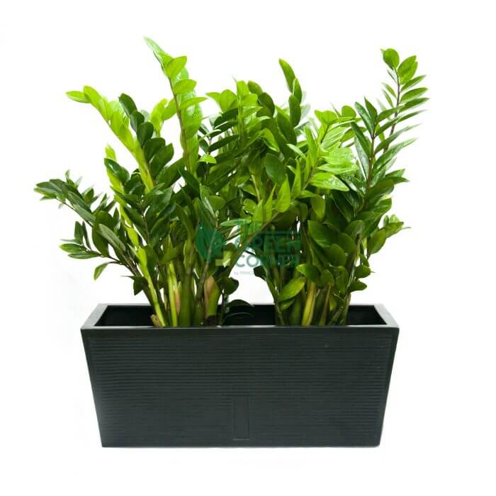 Zamioculcas Zamiifolia in Box Black