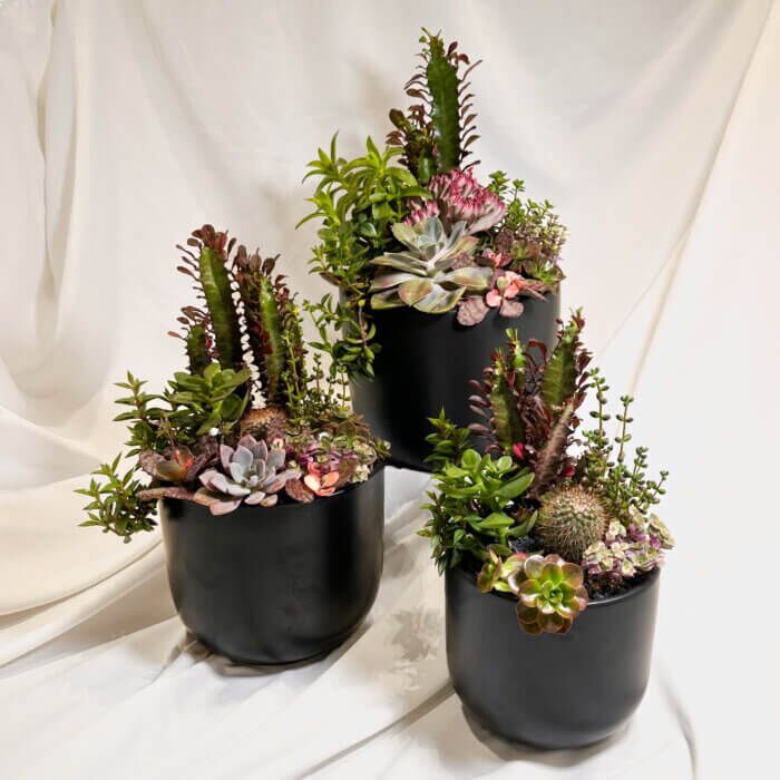 Generosity | Abundance Collection