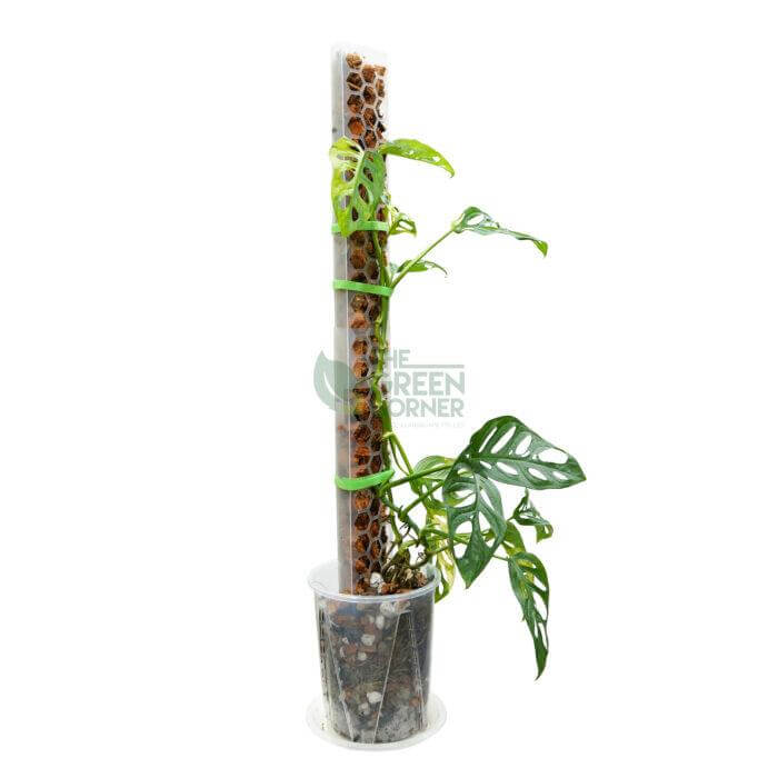 SILLYSOIL The Pole | Gardening Pole | Grow Pole | Support for Aroids Monstera Philodendron