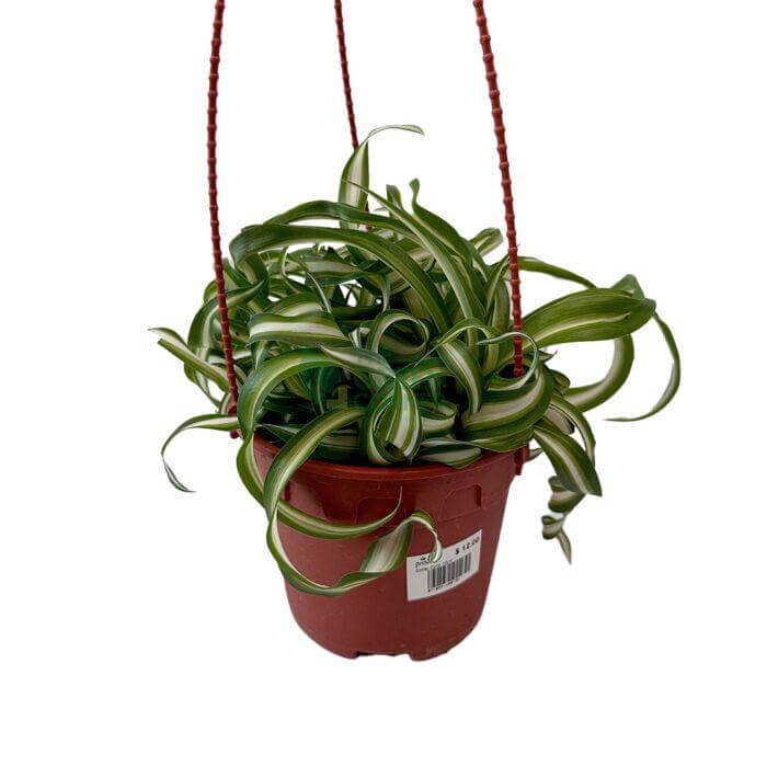 Chlorophytum comosum Bonnie Curly Spider Chlorophytum comosum Bonnie Curly Spider