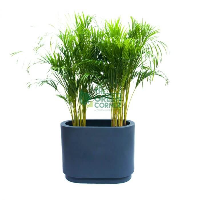 Dypsis Lutescens in Charcoal Grey