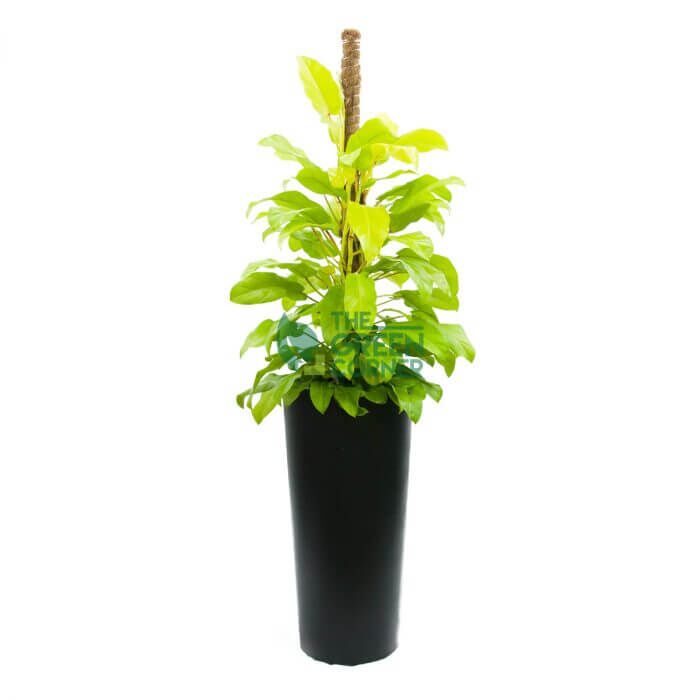 Philodendron Gold in Cascading Black