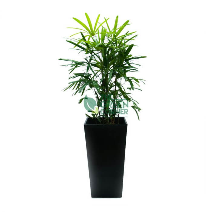 Rhapis Excelsa in Industrial Black