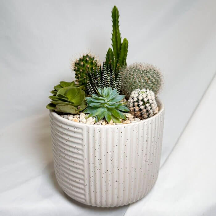 High Noon | Carpe Diem Collection Succulent Arrangement